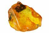 Fossil Spider Web In Baltic Amber - Rare! #135039-1